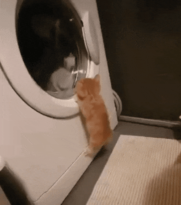 세탁기 구경하는 아기 고양이 - 에누리 쇼핑지식 자유게시판