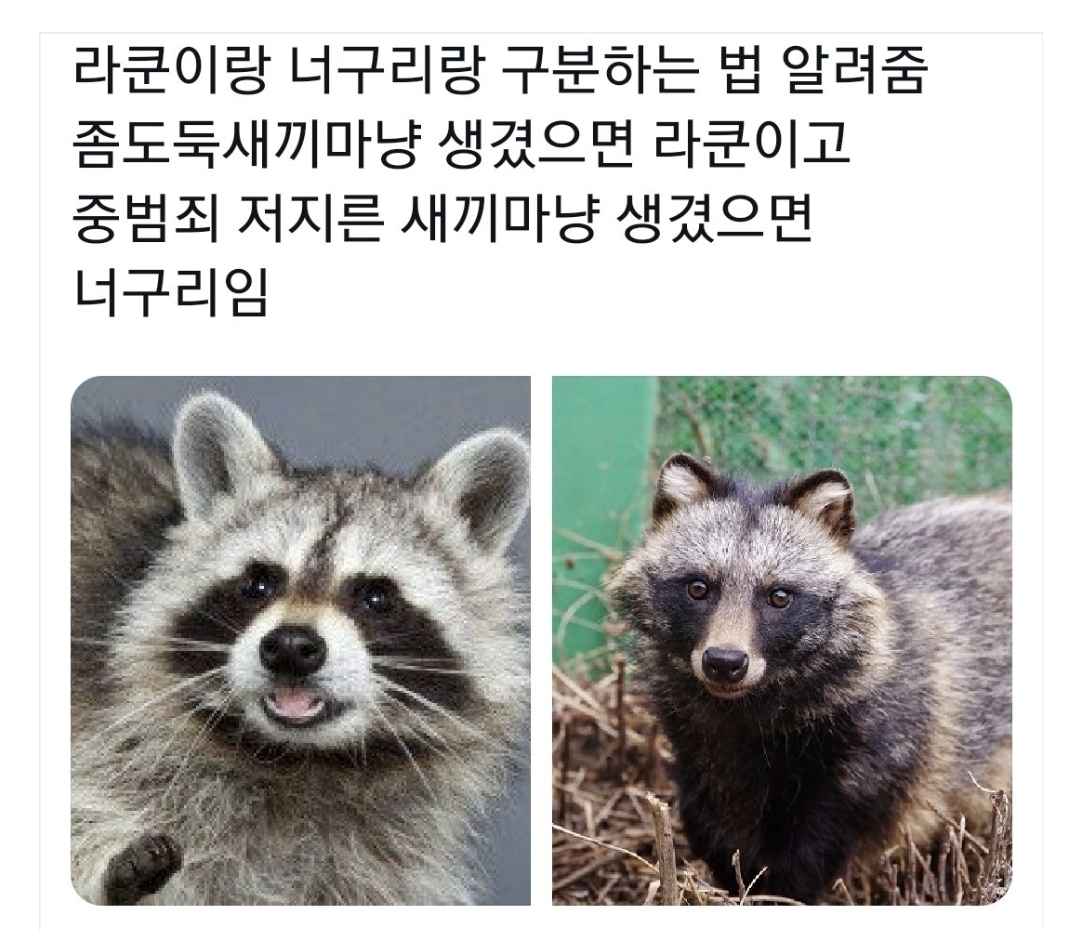 라쿤이랑 너구리랑 구분하는 법 - 에누리 쇼핑지식 자유게시판