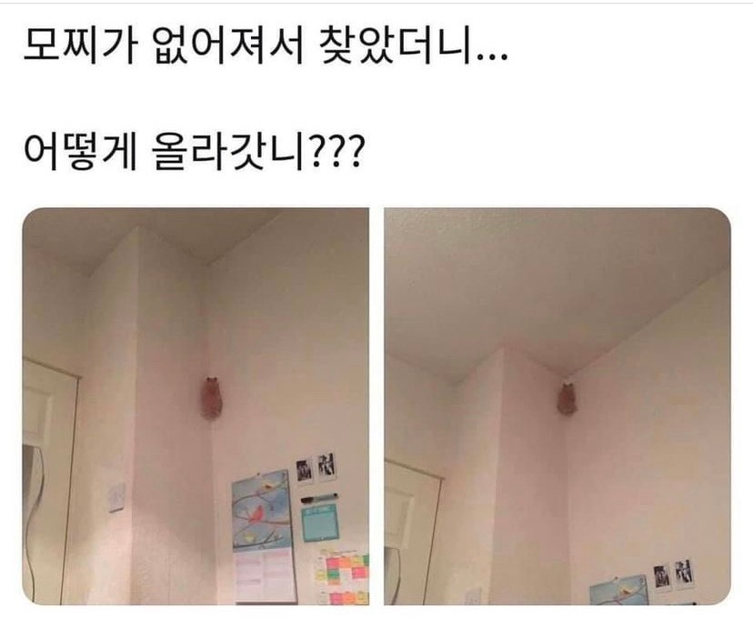 모찌 찾기 - 에누리 쇼핑지식 자유게시판 모찌 찾기 - 에누리 쇼핑지식