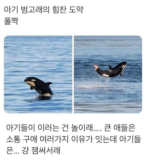 썸네일-아기 범고래가 물 밖으로 점프하는 이유-이미지