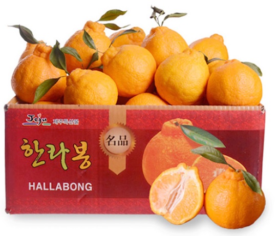 귤덕후가 알려주는 감귤의 종류! - 에누리 쇼핑지식 구매가이드