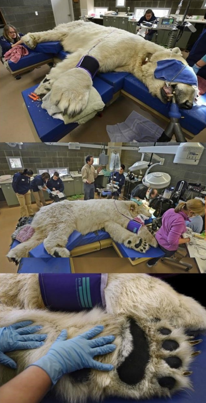 북극곰 크기 체감 - 에누리 쇼핑지식 자유게시판