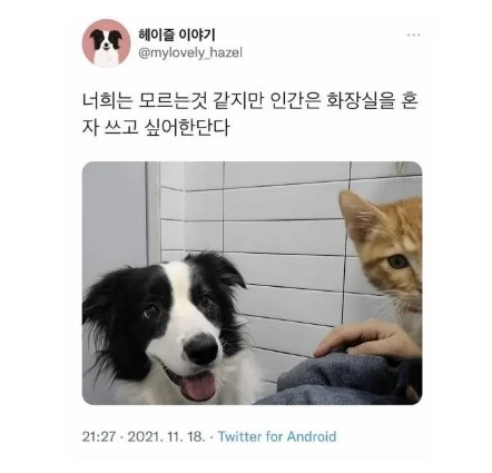 썸네일-강아지와 고양이가 한마음 한뜻인 점-이미지