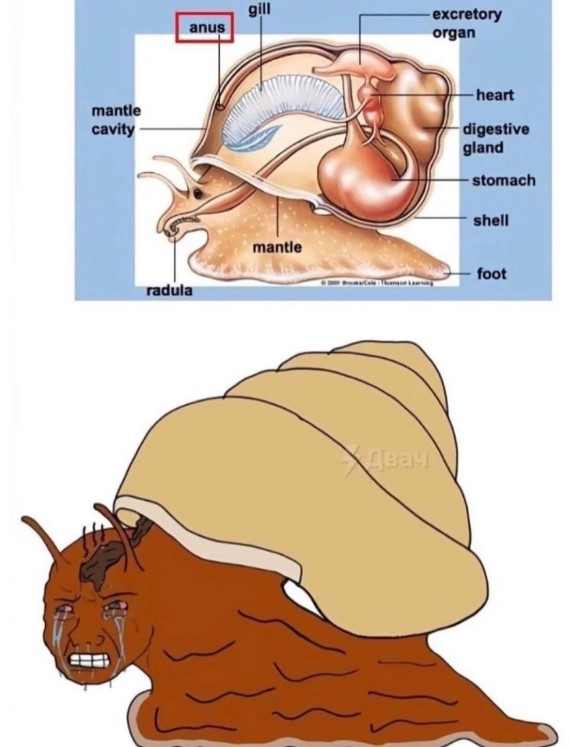 달팽이의 항문 위치