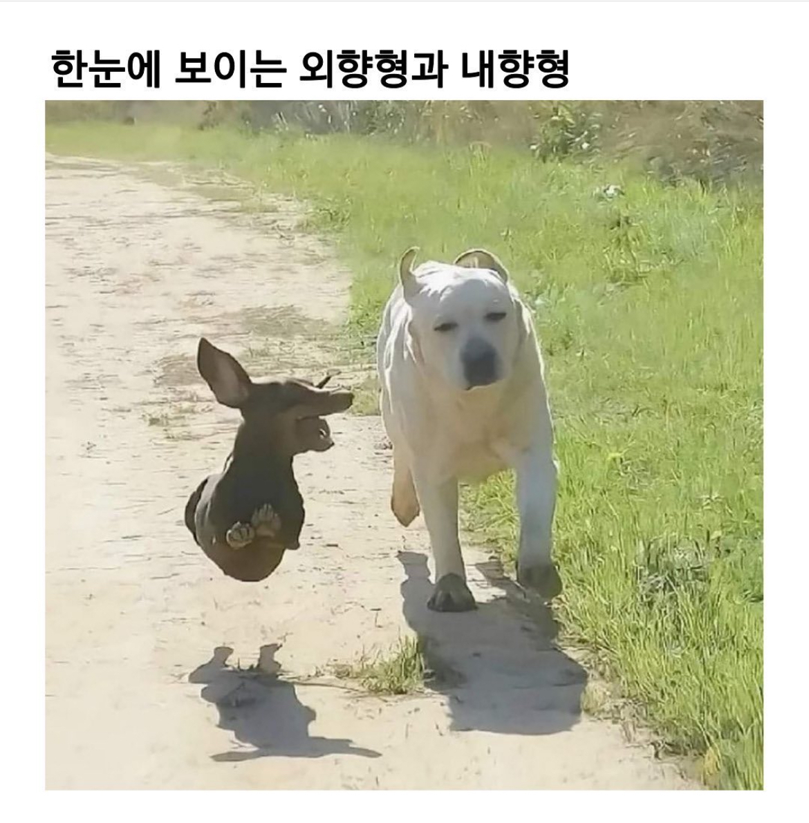 썸네일-한눈에 보이는 외향형과 내향형-이미지