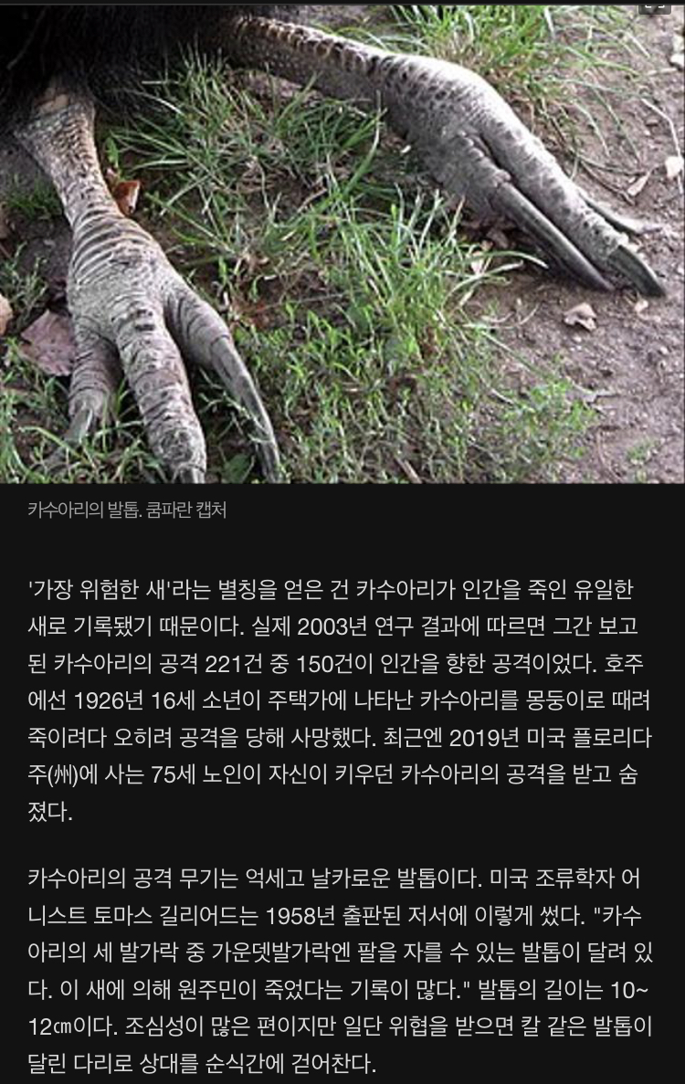 세상에서 가장 위험한 새 카수아리 - 에누리 쇼핑지식 자유게시판