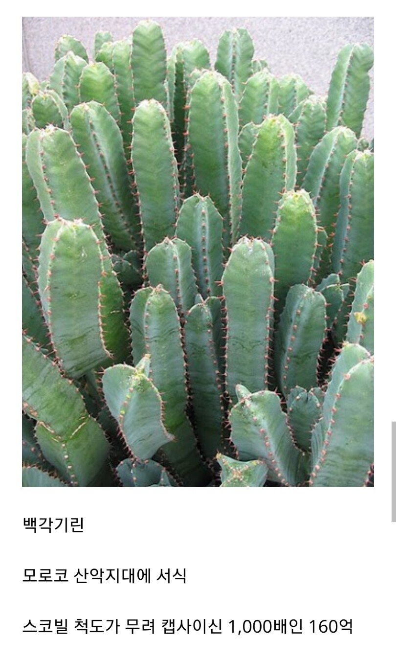 세상에서 가장매운 식물 - 에누리 쇼핑지식 자유게시판