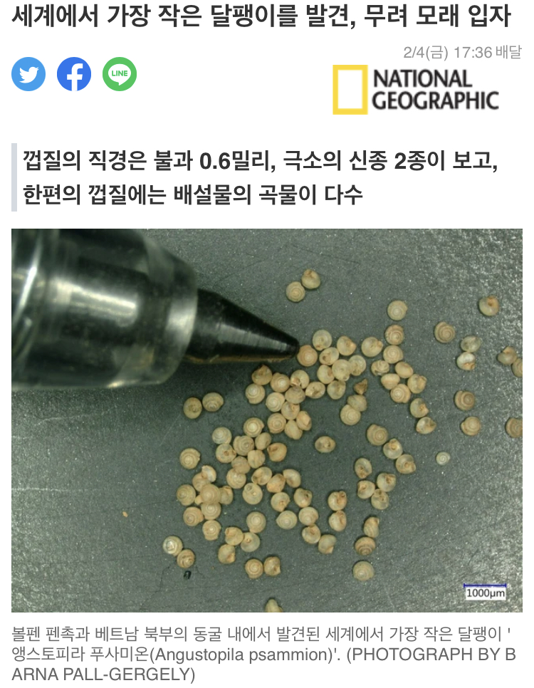 세상에서 가장 작은 달팽이 - 에누리 쇼핑지식 자유게시판