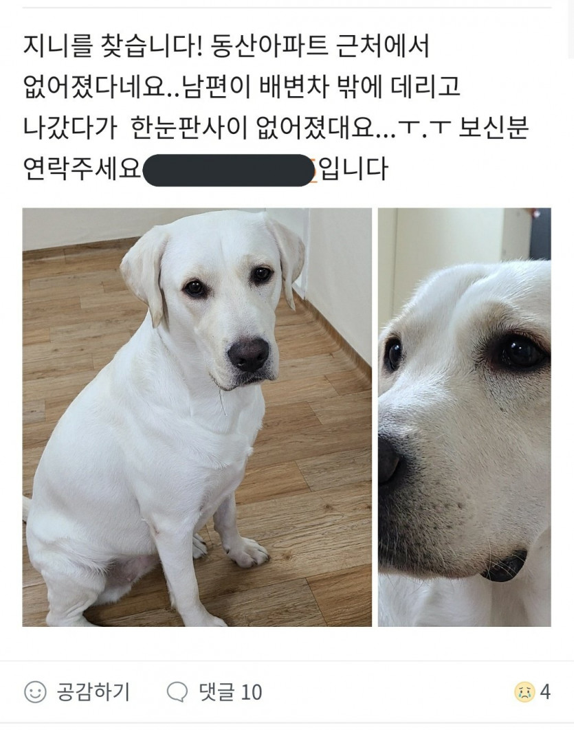 강아지를 찾습니다 - 에누리 쇼핑지식 자유게시판