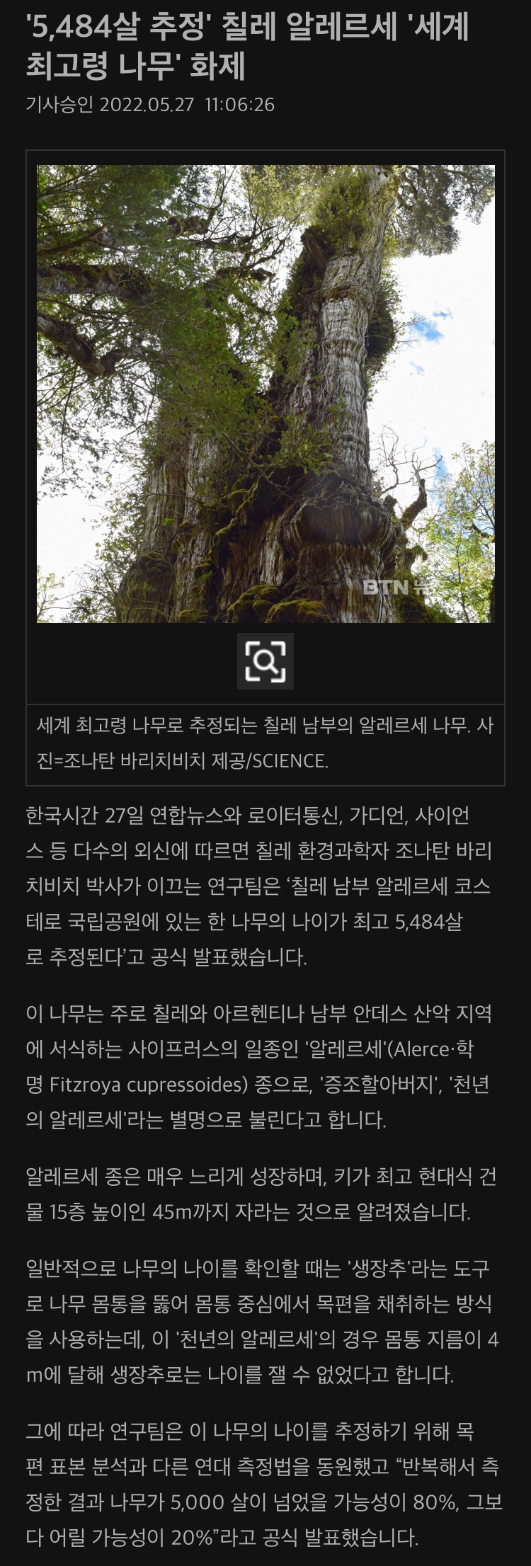 현존 지구에서 가장 오래산 나무 5,484살 발견 - 에누리 쇼핑지식 자유게시판
