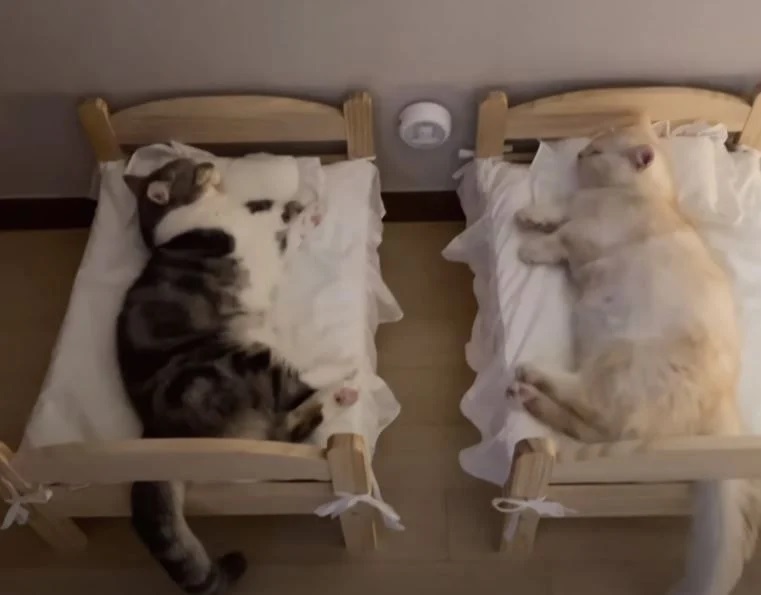 사람보다 침대를 더 잘쓰는 고양이들 - 에누리 쇼핑지식 자유게시판