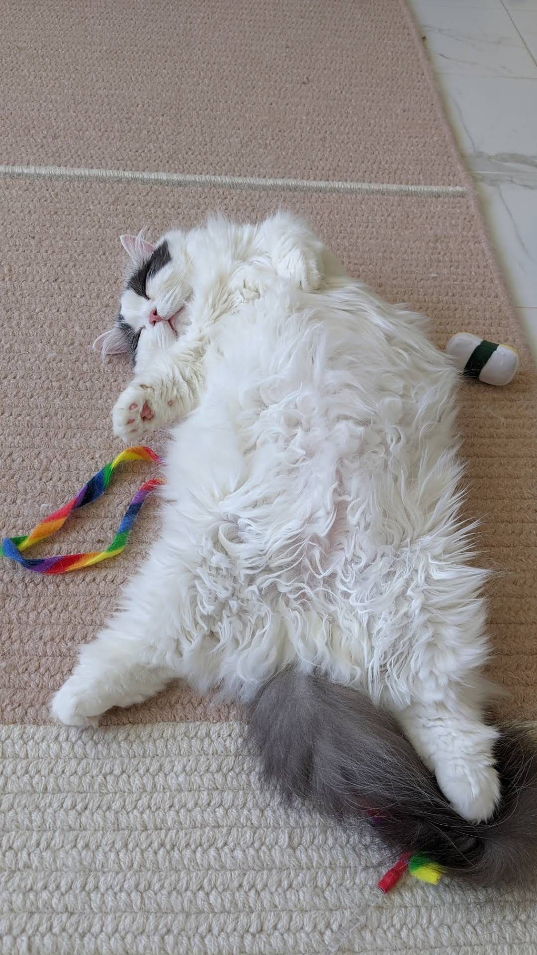 흰색 기둥처럼 서있는 고양이 - 에누리 쇼핑지식 자유게시판