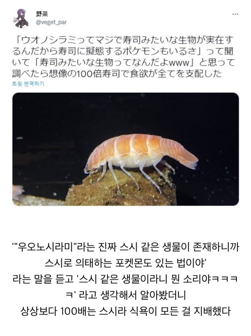 초밥 닮은 생물   에누리 쇼핑지식 자유게시판