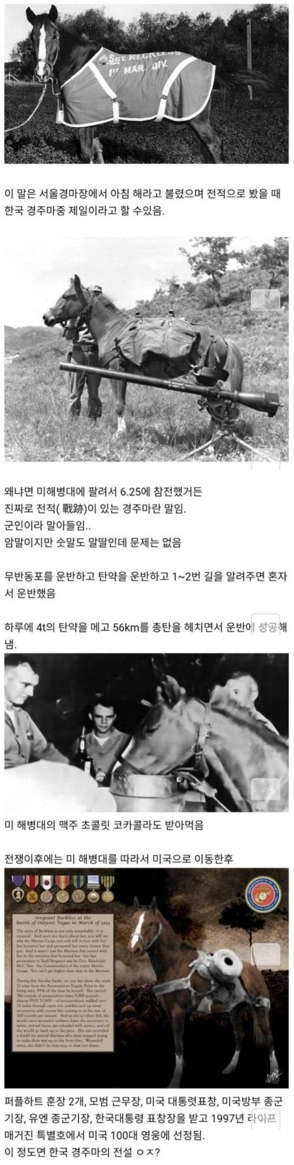 썸네일-전설의 한국 경주마-이미지