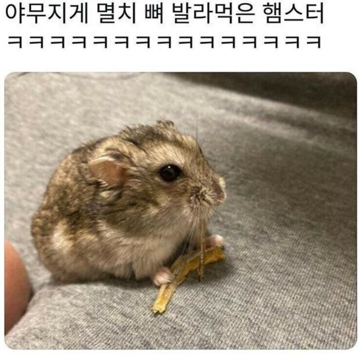 멸치 뼈 야무지게 발라먹은 햄스터 | 인스티즈