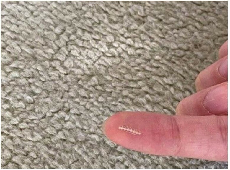 멸치 뼈 야무지게 발라먹은 햄스터 | 인스티즈