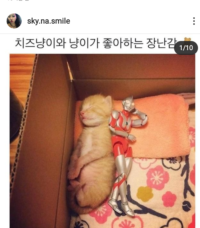 치즈냥이가 좋아하는 장난감 | 인스티즈