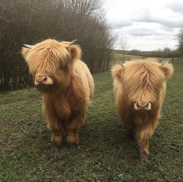 미국에서 키우는 애완 소 - 에누리 쇼핑지식 자유게시판