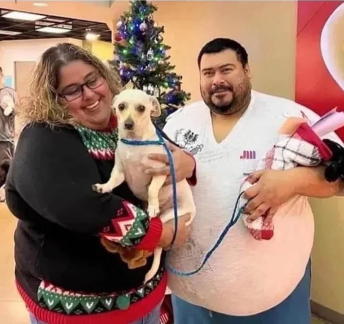 주인과 산책이 힘든 멍멍이 - 에누리 쇼핑지식 자유게시판