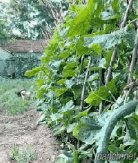 썸네일-오이밭 서리-이미지