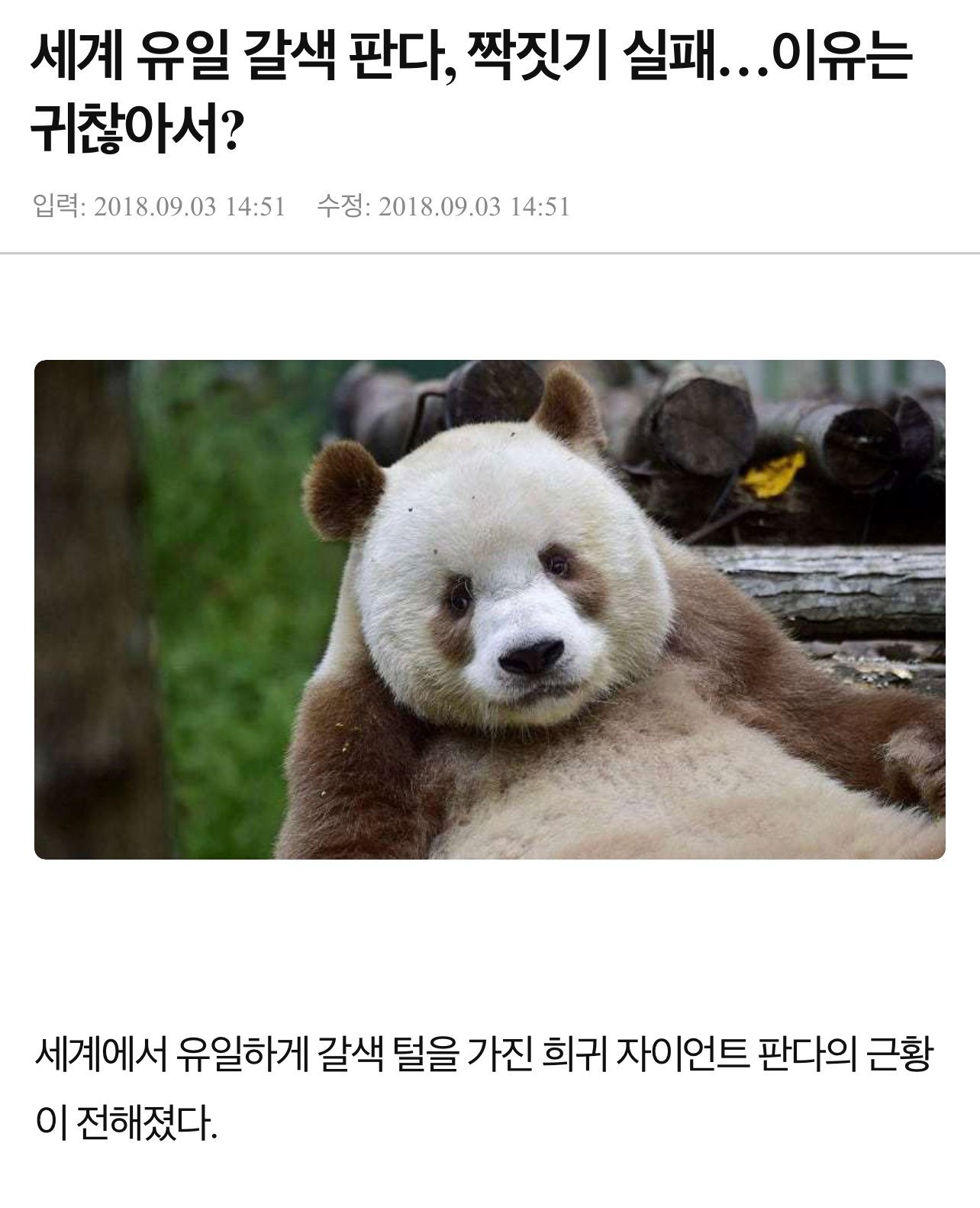 전 세계 유일한 갈색 판다 - 에누리 쇼핑지식 자유게시판