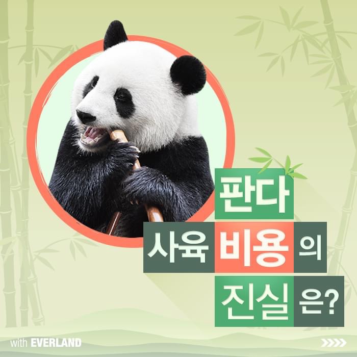 판다 사육 비용의 진실은? - 에누리 쇼핑지식 자유게시판