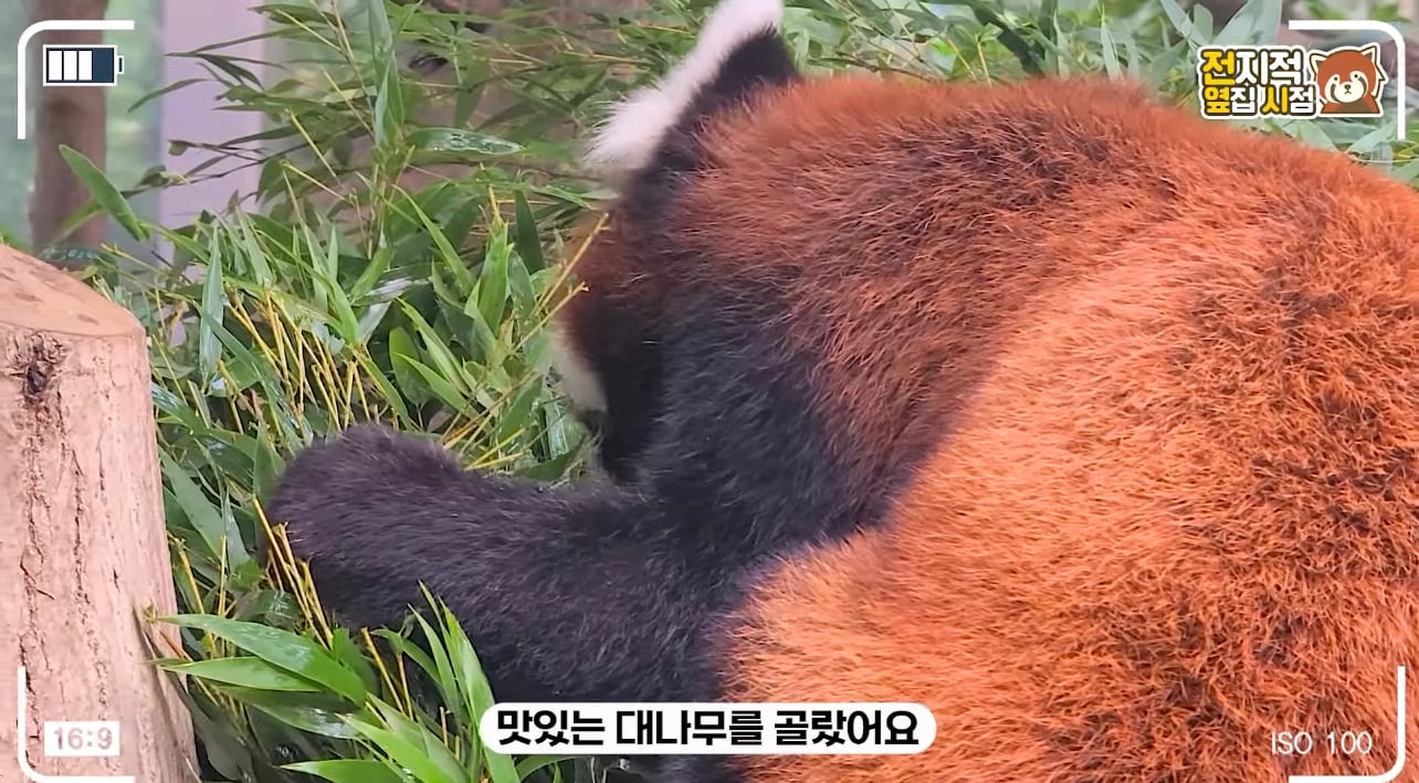 레서판다의 식사량 - 에누리 쇼핑지식 자유게시판