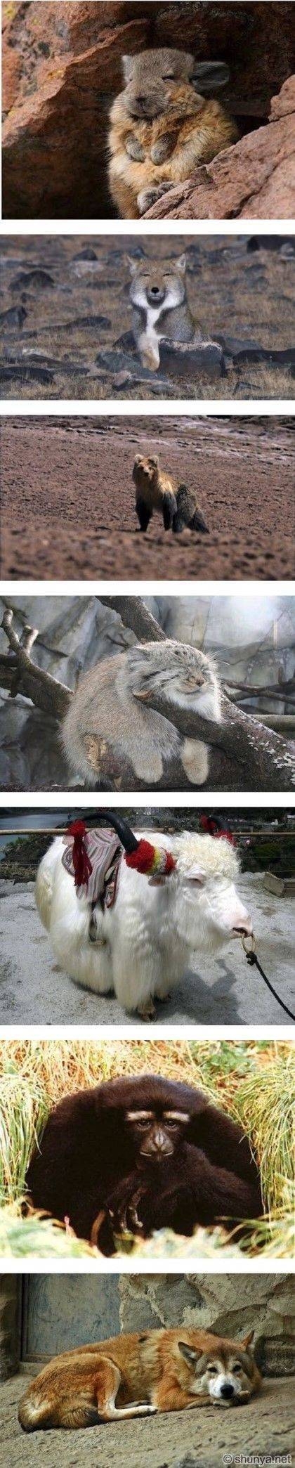 썸네일-티벳 동물 특징-이미지