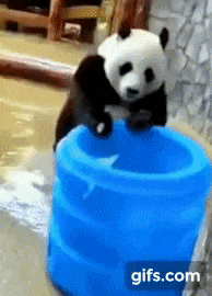 nokbeon.net-신박하게 세수하는 판다-1번 이미지