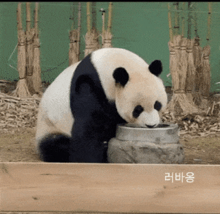 nokbeon.net-신박하게 세수하는 판다-2번 이미지