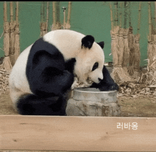 nokbeon.net-신박하게 세수하는 판다-3번 이미지