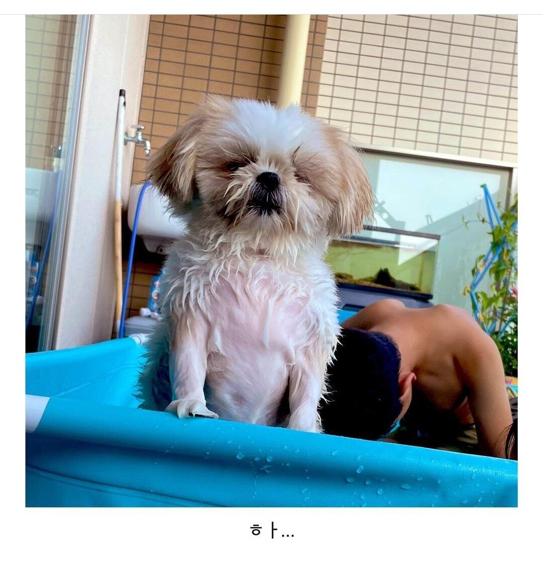 개를 체력으로 이길 수 있는 것은 작은 사람 뿐이다 업데이트 - 에누리 쇼핑지식 자유게시판