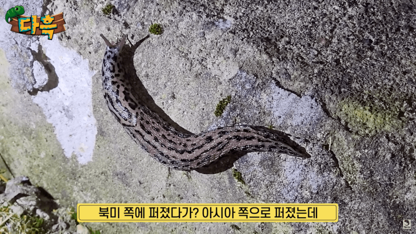 최근 한국에서 엄청 발견되고 있다는 외래종 - 에누리 쇼핑지식 자유게시판