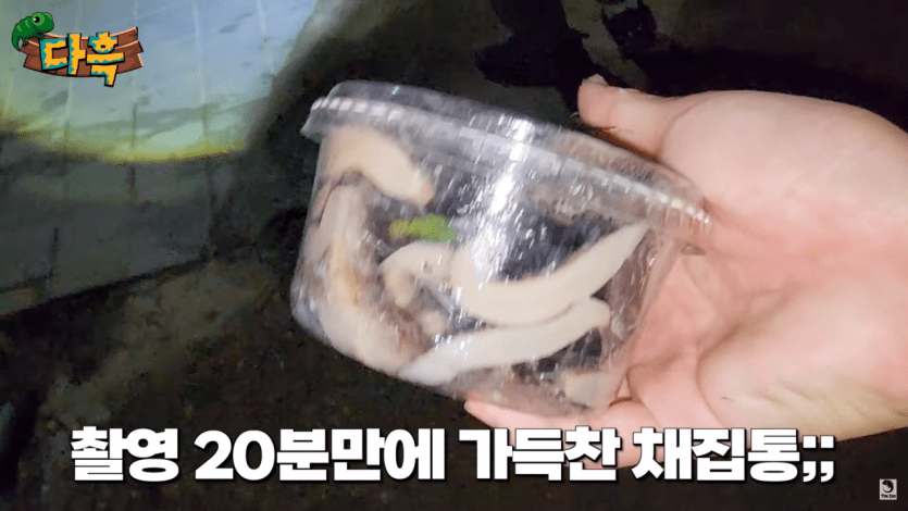 최근 한국에서 엄청 발견되고 있다는 외래종 - 에누리 쇼핑지식 자유게시판