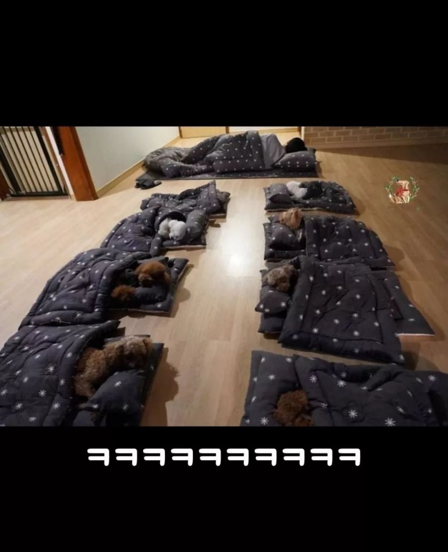 nokbeon.net-강아지 유치원 낮잠시간-1번 이미지