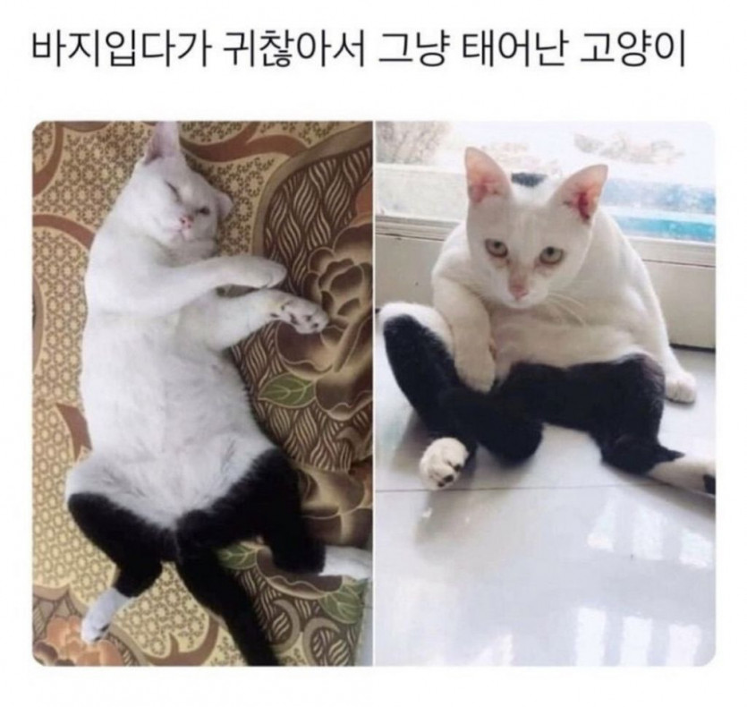 썸네일-바지 입다가 귀찮아서 그냥 태어난 고양이-이미지