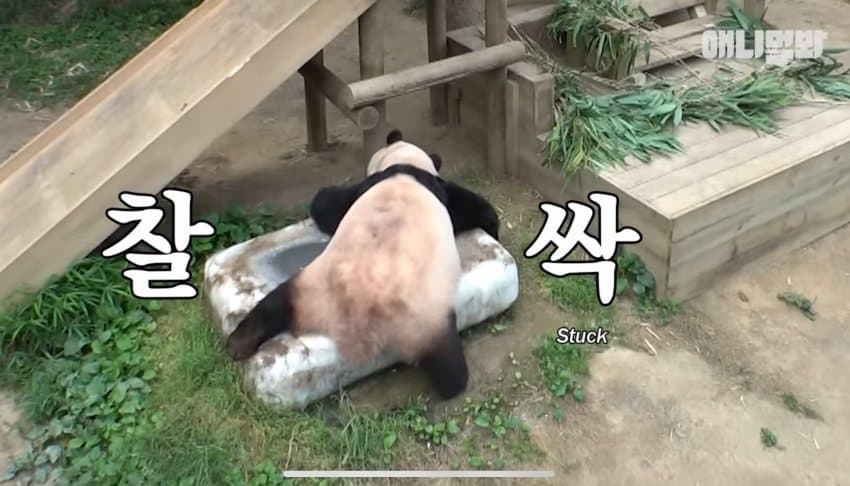 쿨드락에 눕지 않는 깔끔쟁이 러바오 - 에누리 쇼핑지식 자유게시판