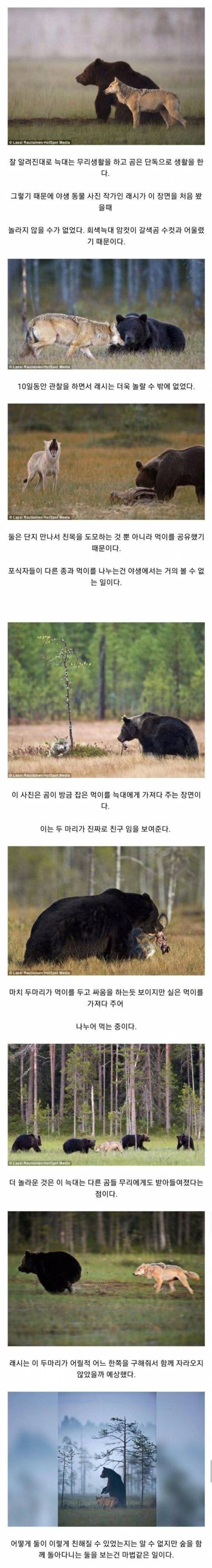 썸네일-신기한 곰과 늑대의 우정-이미지