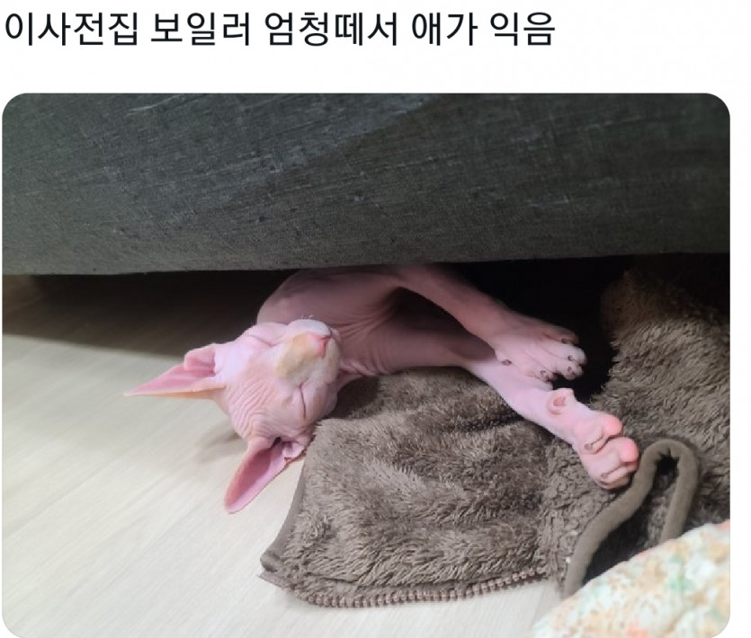 nokbeon.net-추운날 스핑크스 고양이-1번 이미지