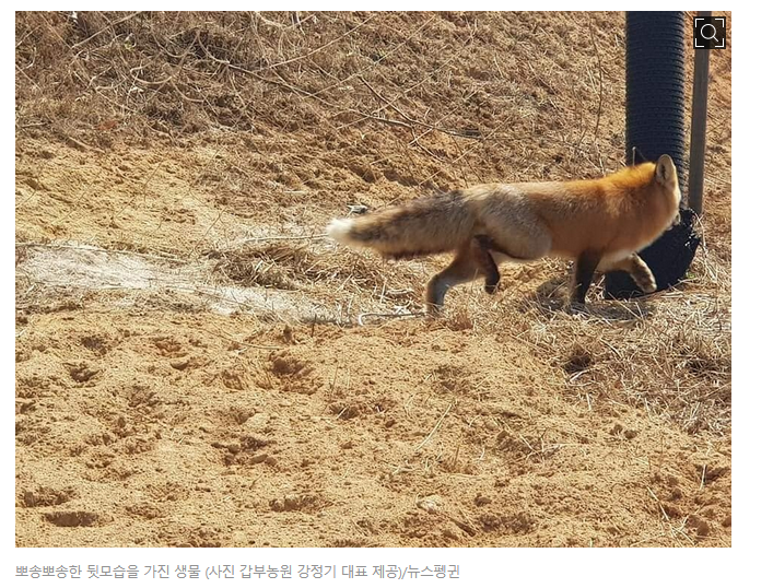 썸네일-복숭아 농장에 난입한 여우-이미지