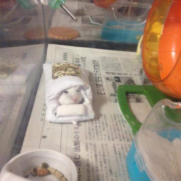 솜이불을 선물 받은 햄스터 | 인스티즈