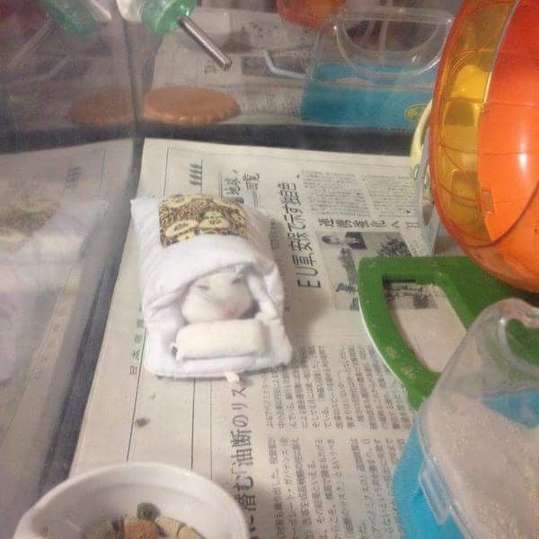 솜이불을 선물 받은 햄스터 | 인스티즈