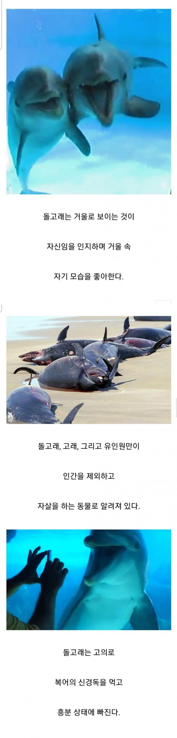 썸네일-돌고래의 지적 능력-이미지