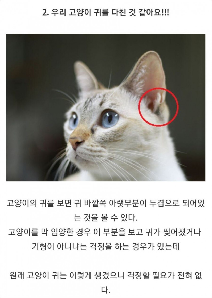 nokbeon.net-고양이 처음 키우는 사람들이 모르는 사실-2번 이미지