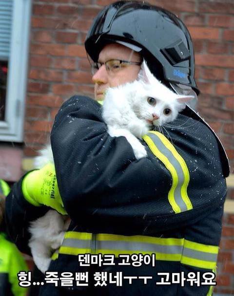 nokbeon.net-화재에서 구출된 덴마크 고양이와 러시아 고양이-1번 이미지