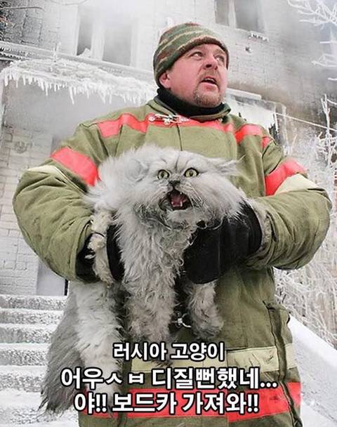 nokbeon.net-화재에서 구출된 덴마크 고양이와 러시아 고양이-2번 이미지