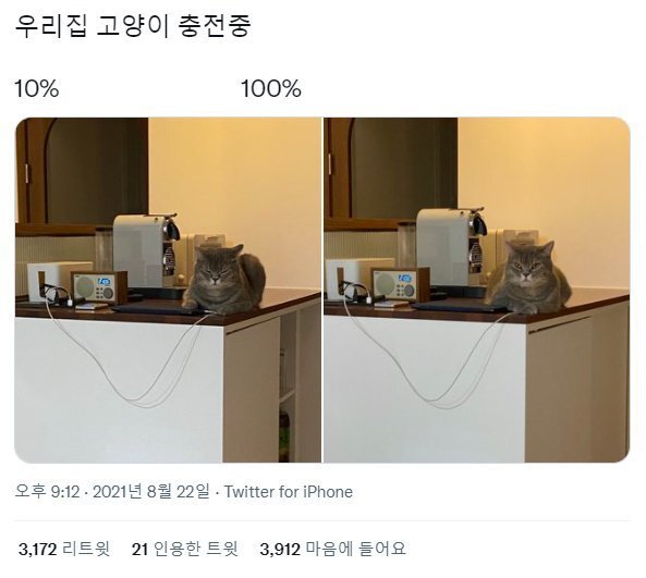 nokbeon.net-고양이 충전 전과 후 차이-1번 이미지