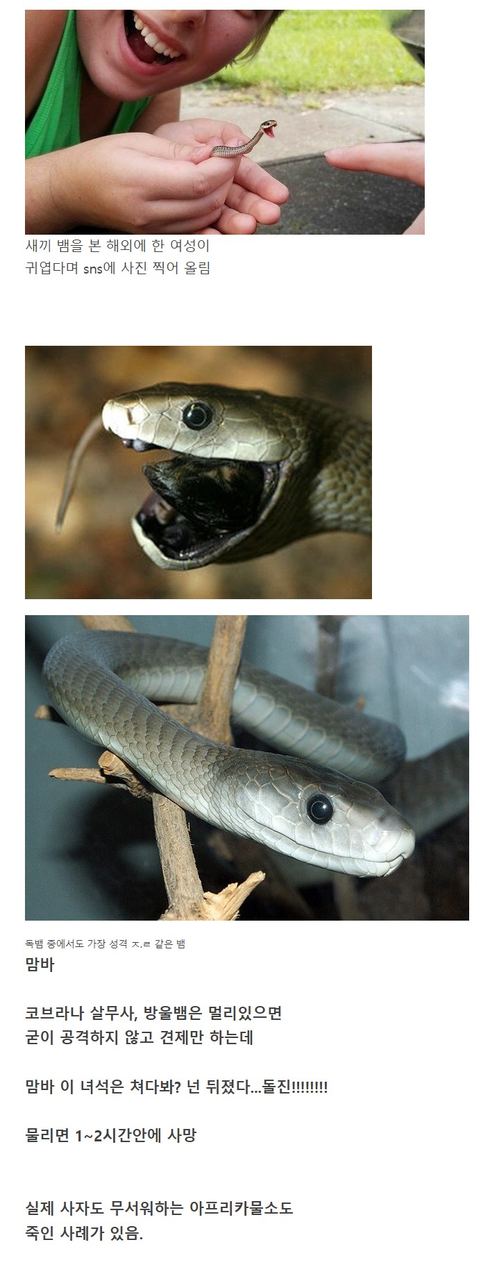nokbeon.net-귀여운 뱀인줄 알고 사진찍었는데 알고보니-1번 이미지