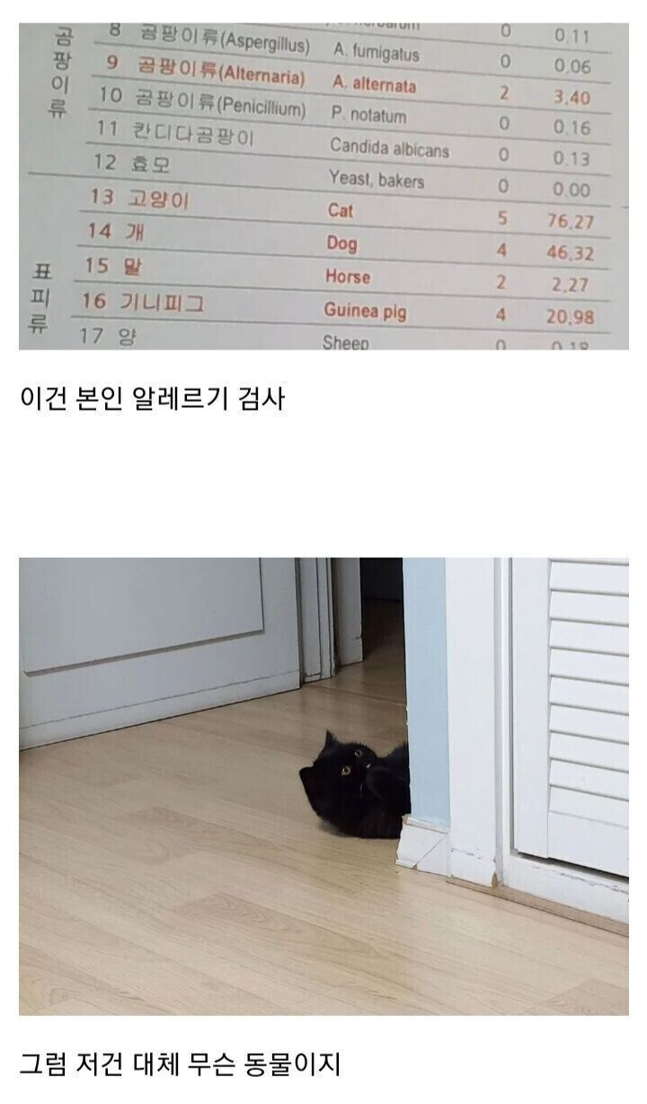 nokbeon.net-고양이 알레르기가 심한 사람-2번 이미지