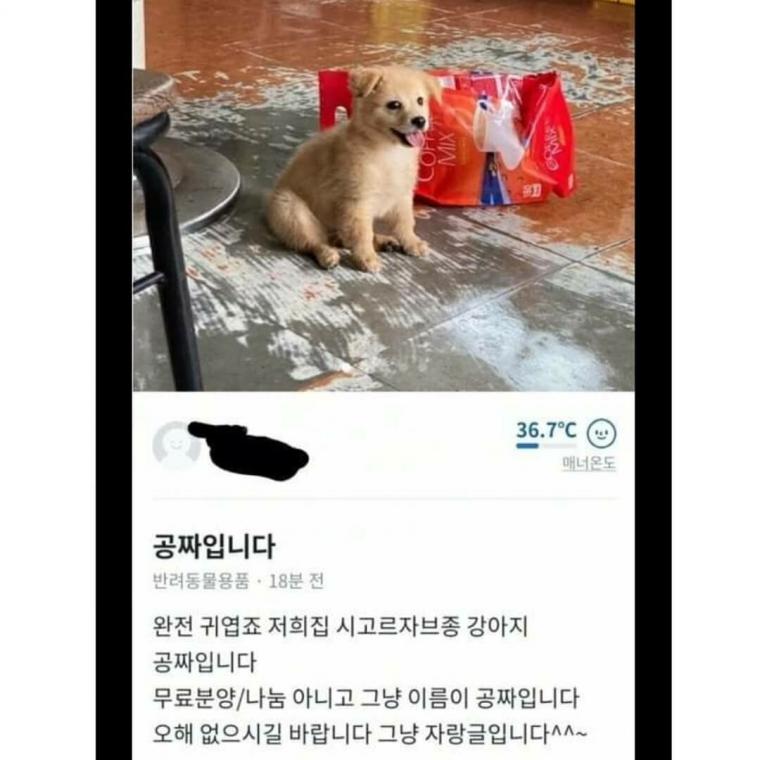 썸네일-공짜까지 나온 당근마켓-이미지